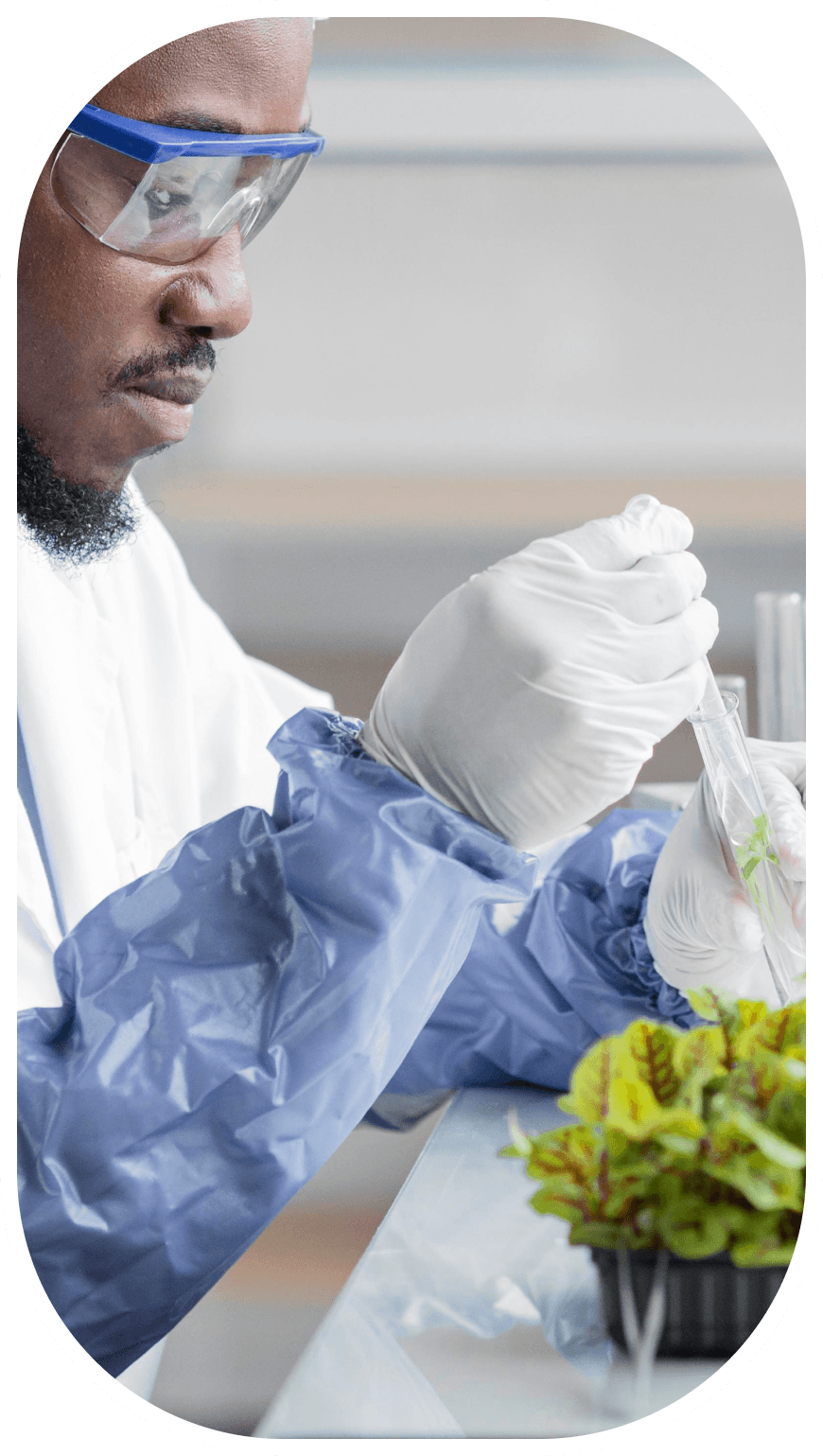 Scientist in safety goggles pipetting a sample beside young plants in a lab